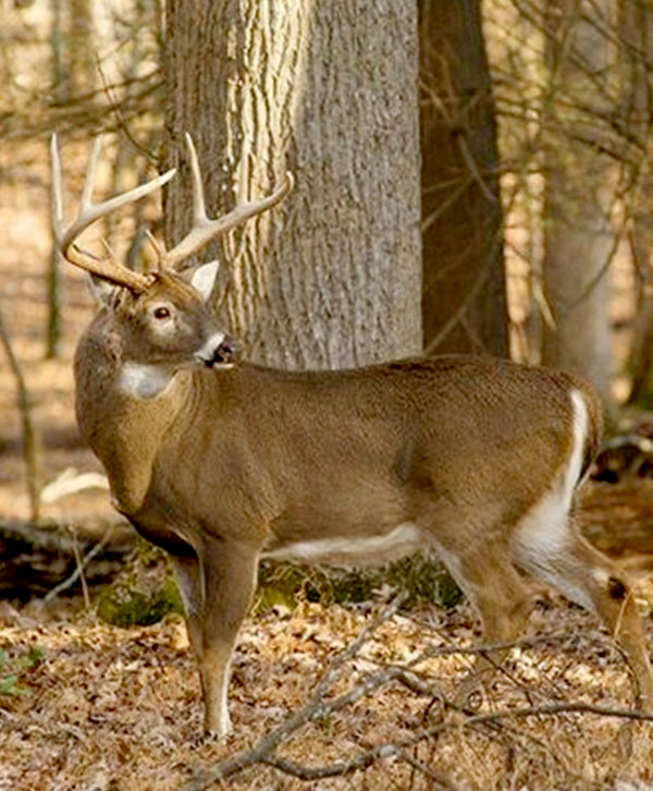 deer hunting in Arkansas