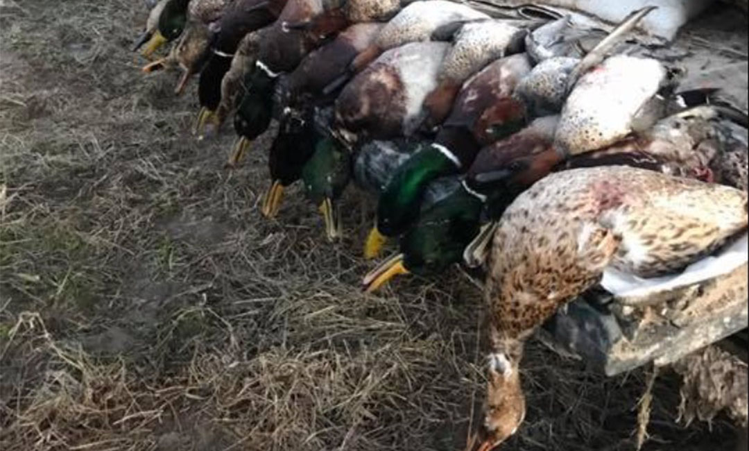 duck hunts Arkansas