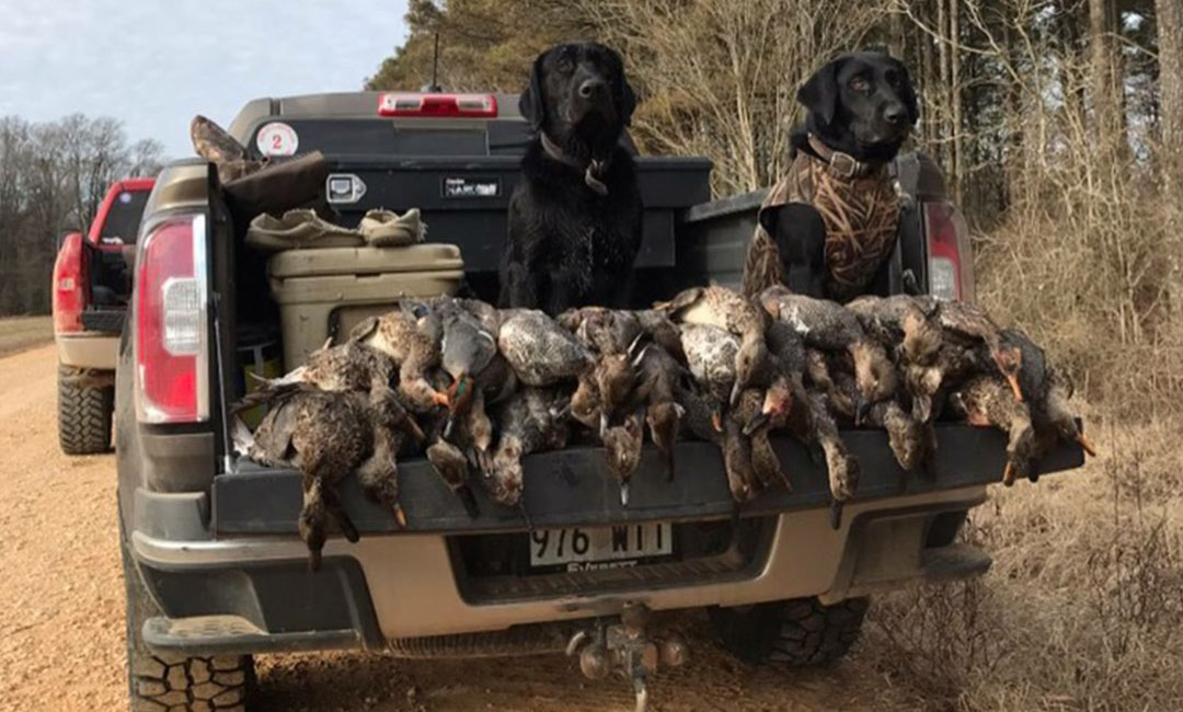 Arkansas guided duck hunts