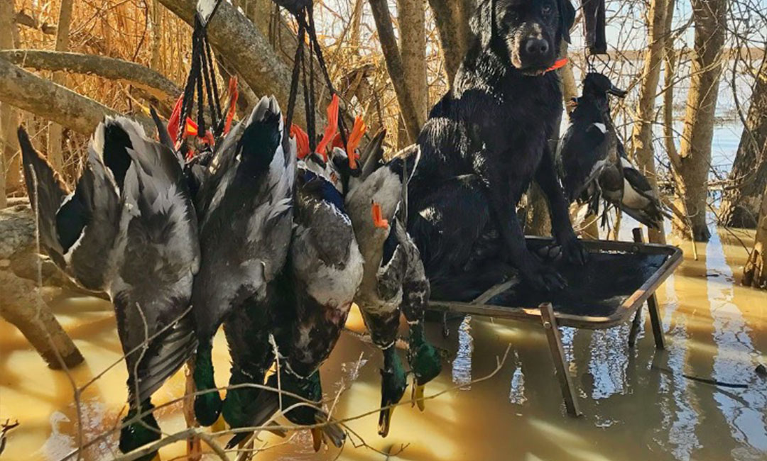 guided duck hunts with dog