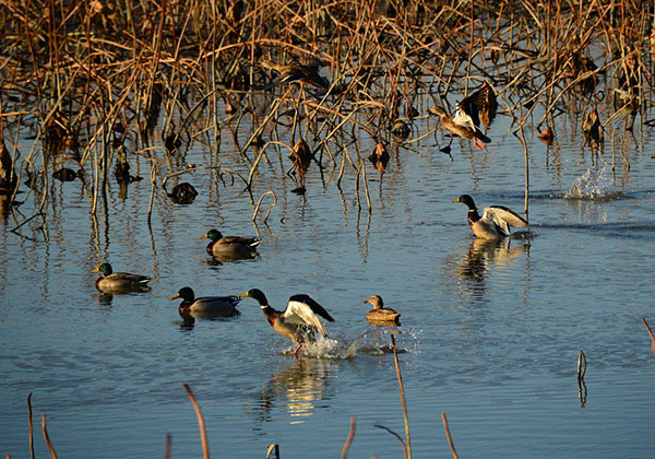 Duck hunting in Arkansas